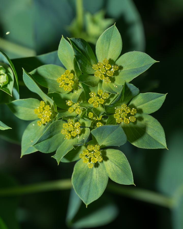 Bupleurum rotundifolium